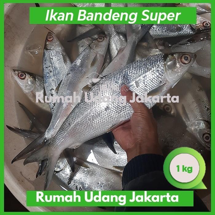 

Ikan Bandeng Super Segar Size Jumbo 2Kg - Bandeng Besar 2Kg/Ekor