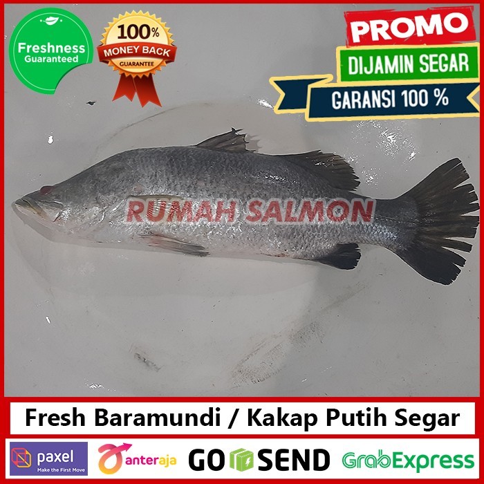 

Kakap Putih Grade A 500Gr / Ikan Kakap Putih Fresh Premium