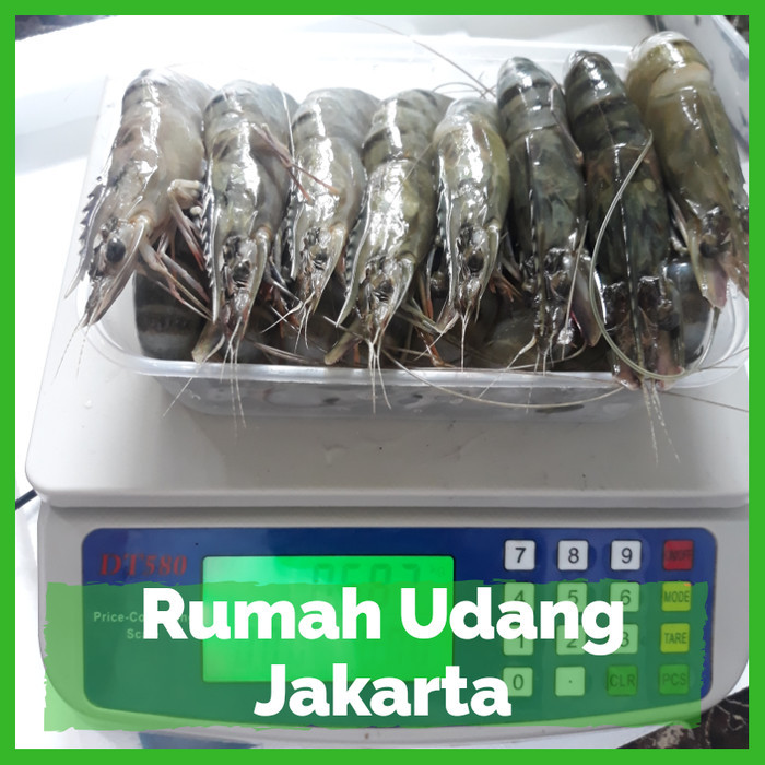 

Udang Pancet Sedang Size 40 / Windu / Black Tiger Segar / Fresh