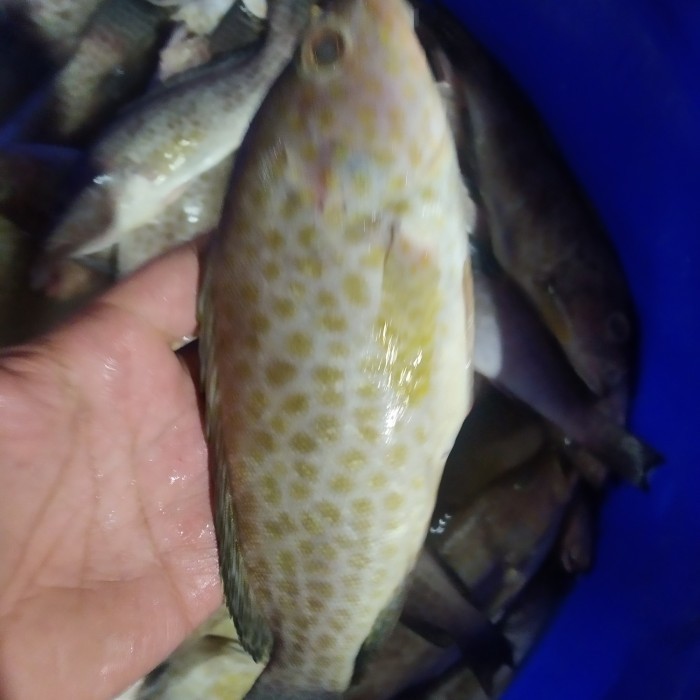 

Kerapu Macan/Tutul 1Kg Isi 2-3 Ekor