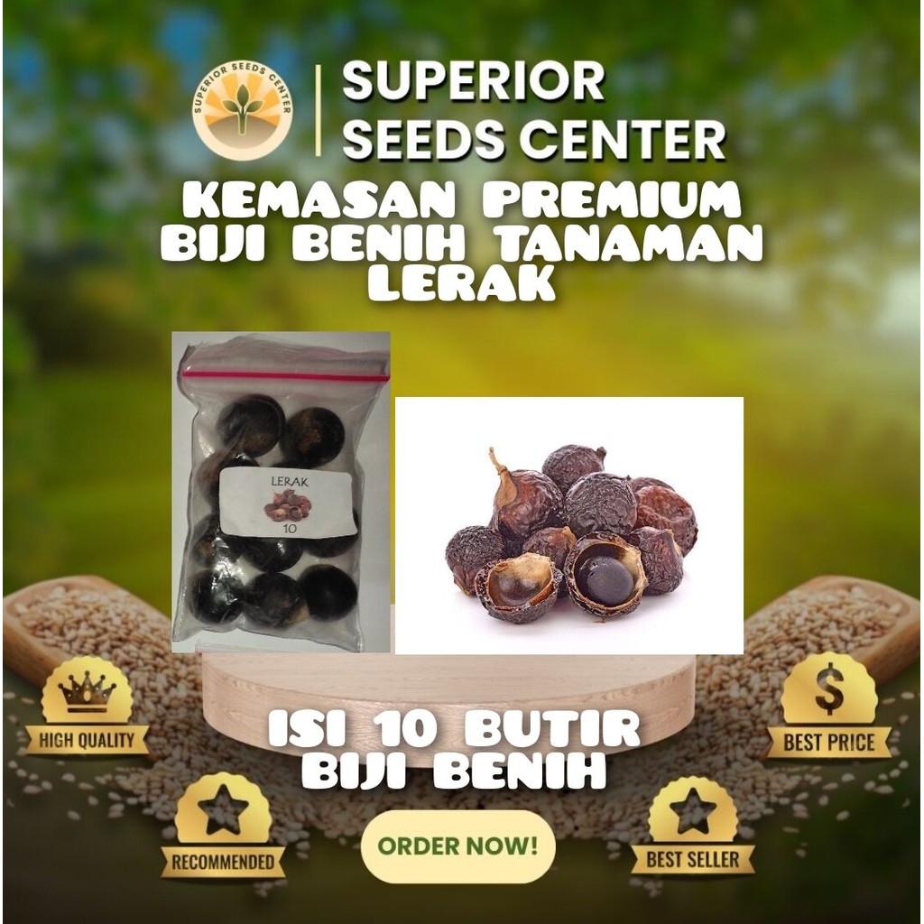 10 Butir Biji Benih Tanaman Lerak (Kemasan Repack Plastik Klip)