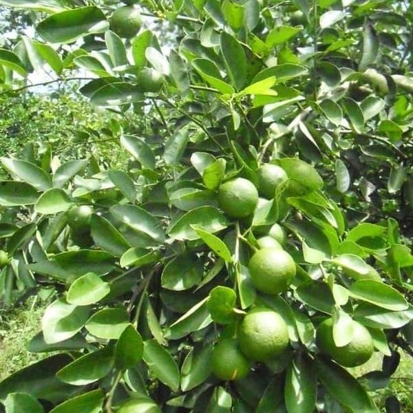 Bibit Jeruk Peras Bejo Bibit