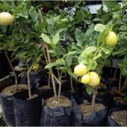 

Bibit Tanaman Buah Jeruk Lemon Sudah Berbuah