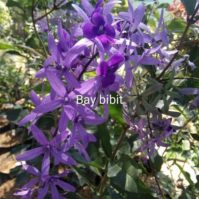 Tanaman Rambat Patrea Bunga Ungu,Bibit Tanaman Petrea Ungu