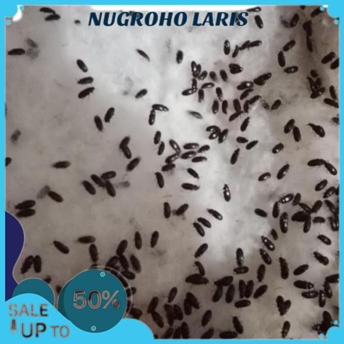 SEMUT JEPANG / SEMUT TERAPI TERBAIK