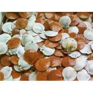 

Kerang simpingi segar ukuran 500 gram
