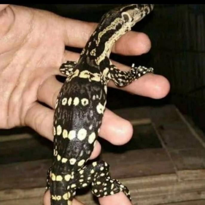 varanus salvator baby