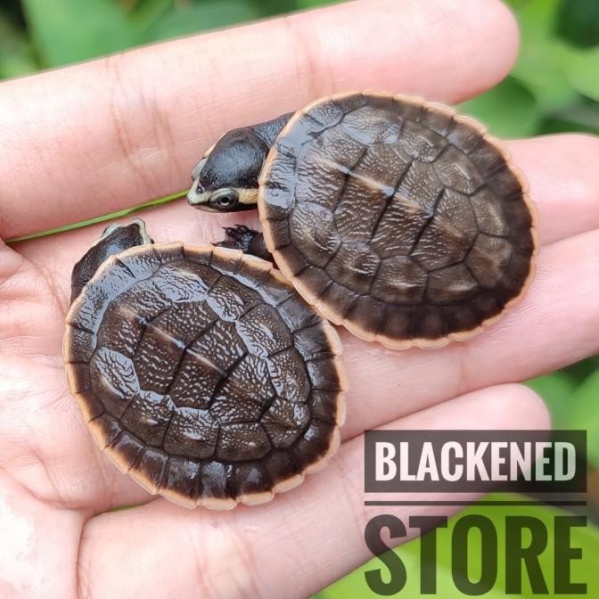 Dada Merah Damer Kura Air / Turtle