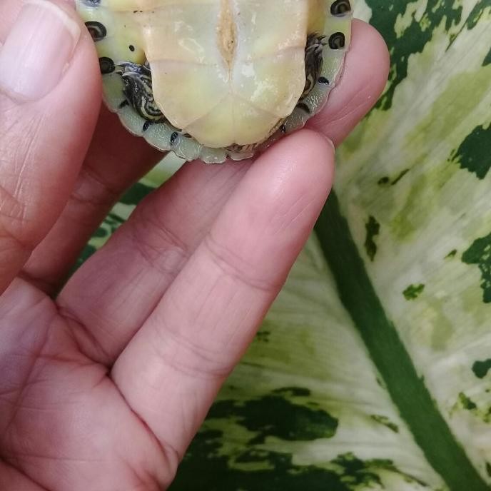 kura kura yellow belly pure