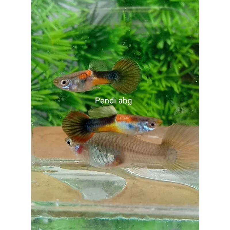 hiasanaquariumguppySaddleback