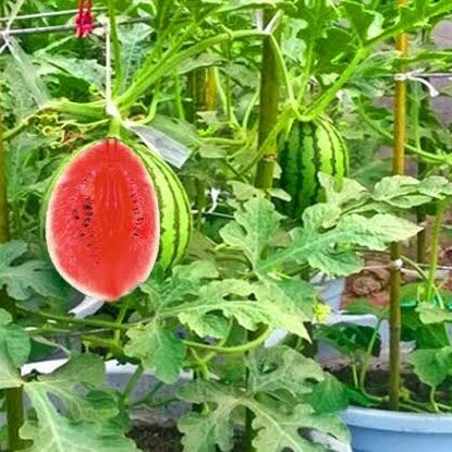 NEW bibit benih buah semangka/bibit semangka/benih semangka