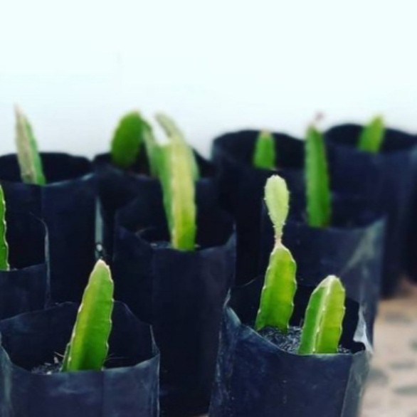 TERBAIK jual bibit tanaman buah naga super red manis besar merah kado berkebun