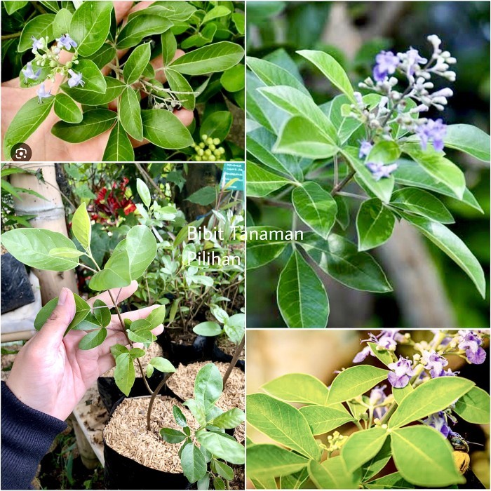 PRODUK TERBATAS Bibit tanaman legundi herbal gandasari pohon hidup vitex trifolia ecoprint