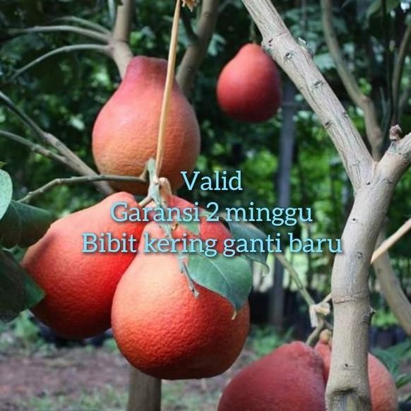 

bibit jeruk pamelo merah asli murah