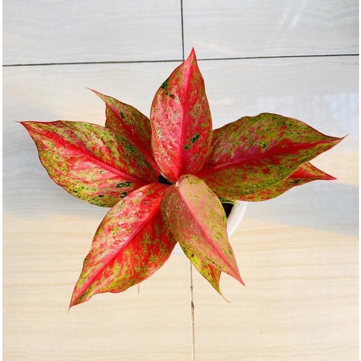 RED MOON - Tanaman Hias Aglaonema Aglonema
