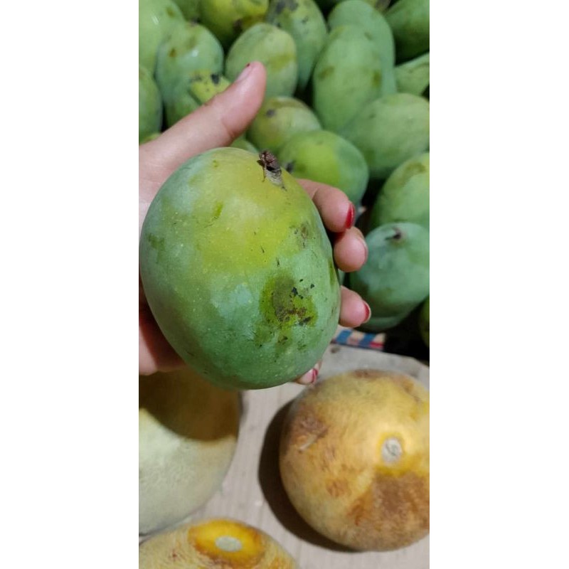 

harumanis vs simanalagi harga live 10rb