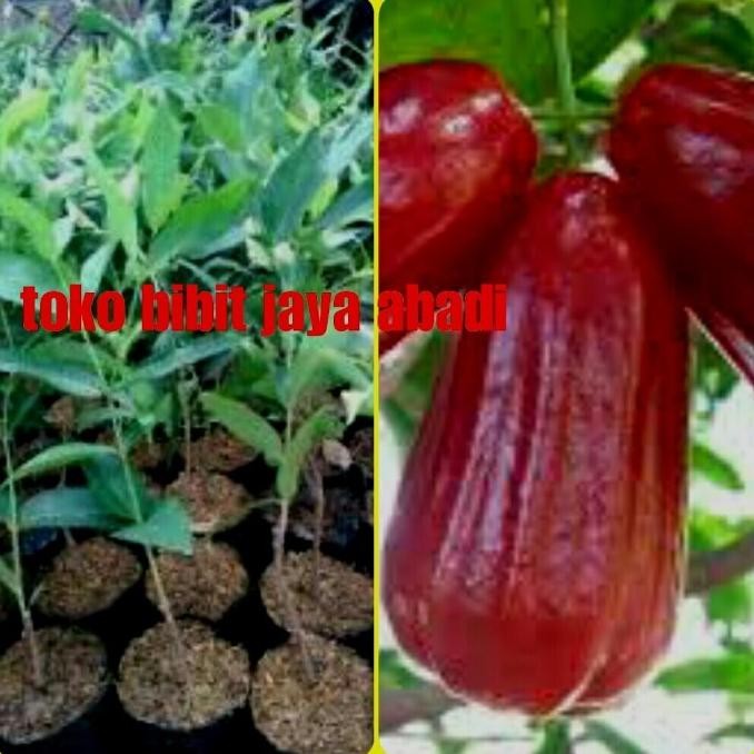 bibit tanaman buah jambu air madu deli yang jumbo MANTEP