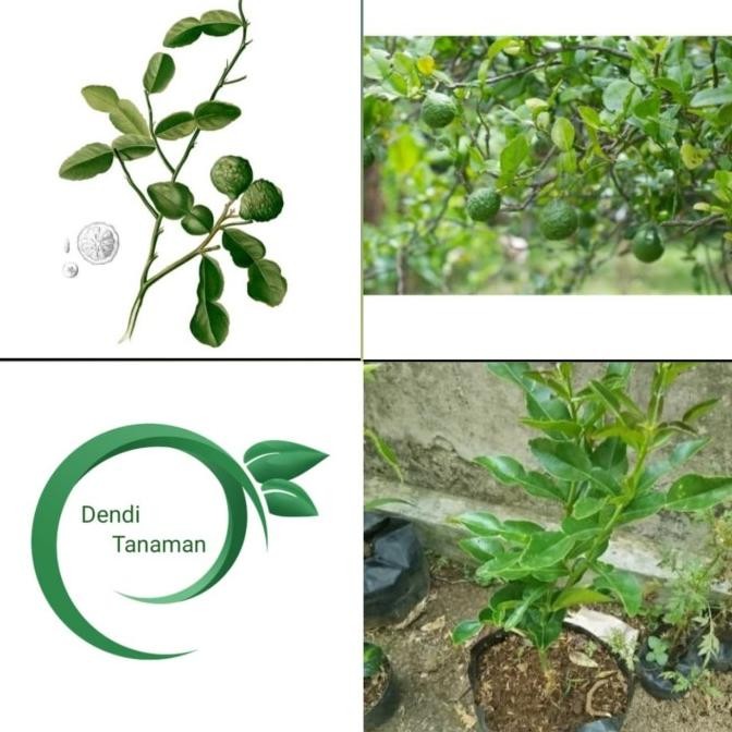

Bibit Pohon Jeruk purut/Tanaman buah jeruk purut MANTEP