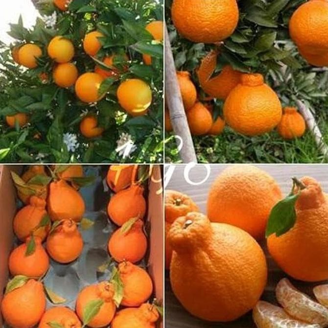 

Bibit Tanaman Buah Jeruk Dekopon Segar MANTEP