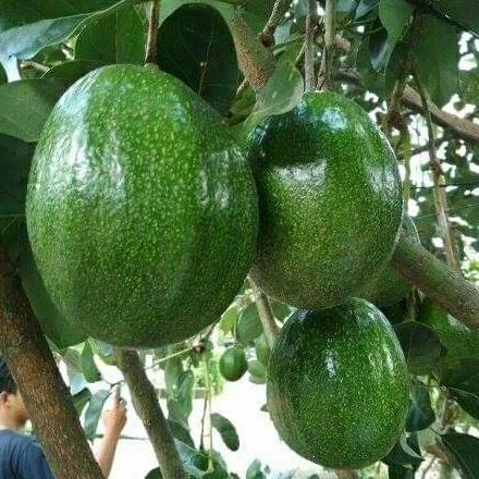Bibit Buah Alpukat Markus Super Jumbo Okulasi - Alfukat Markus Jumbo