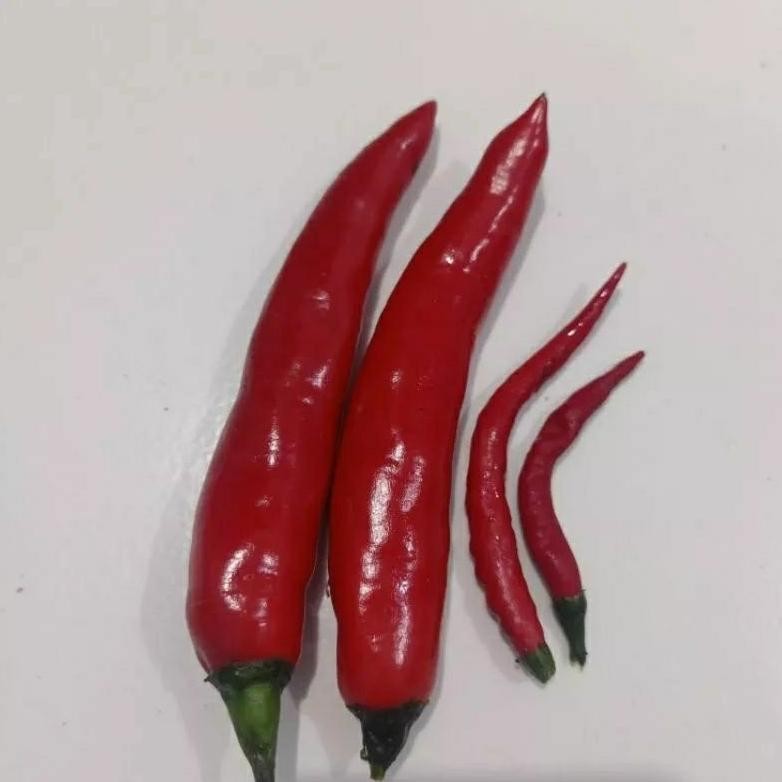 15 biji bibit/benih cabe merah jumbo