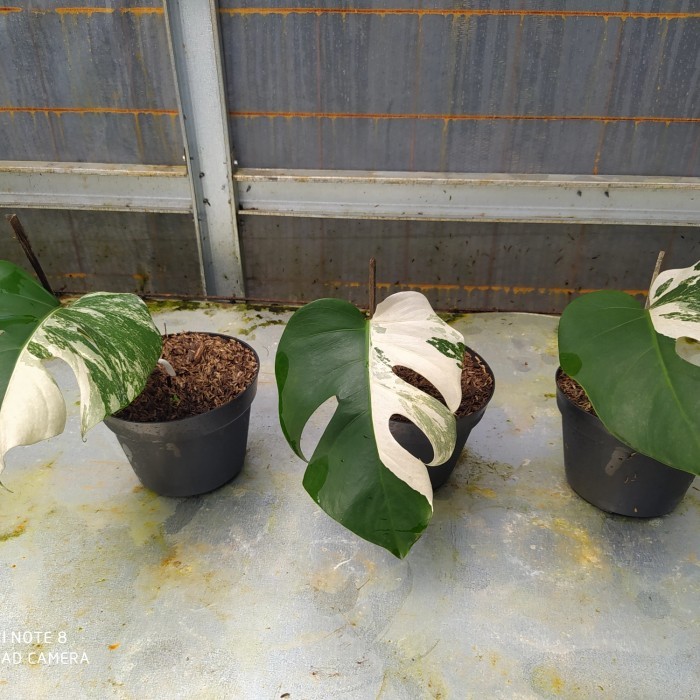 Monstera Variegata - Monthai - Monking Var -Gratisongkir
