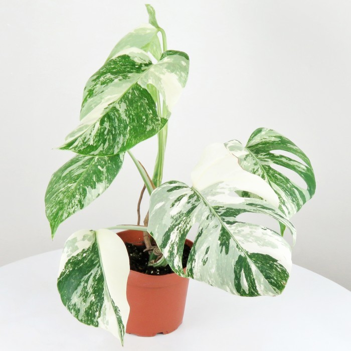 Monstera Variegata White Tiger / Monstera Varigata / Monvar Wt -Gratisongkir