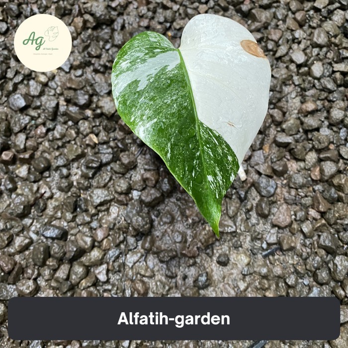 Monstera Variegata Halfmoon 1Daun Pancing -Gratisongkir