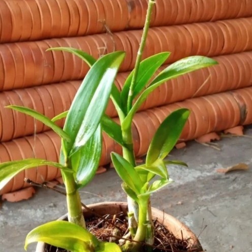 Tanaman Hias Anggrek Dendrobium Hitam Papua -Gratisongkir