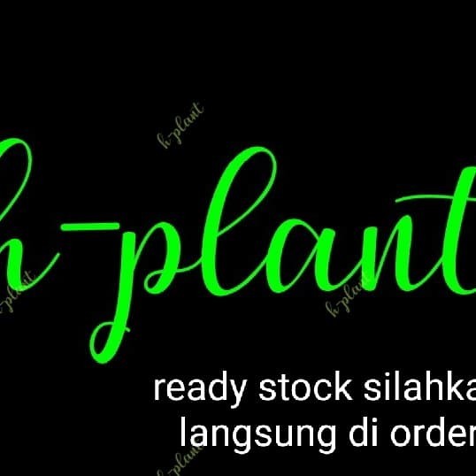 Bibit Pohon Kemang- Buah Kemang Langka -Gratisongkir