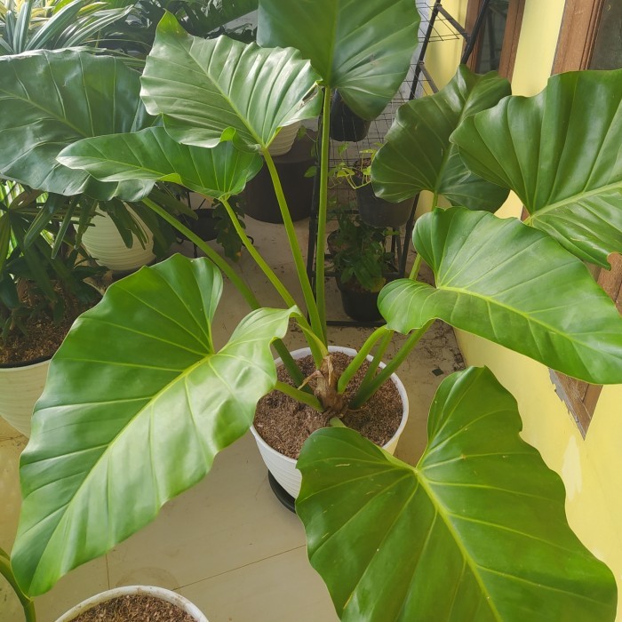 Tanaman Philo Marble Besar -Gratisongkir