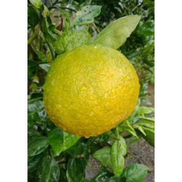 

Bibit Tanaman Buah jeruk dekopon okulasi murah