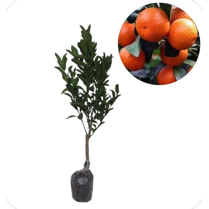 

BIBIT TANAMAN HIDUP BUAH JERUK MANDARIN