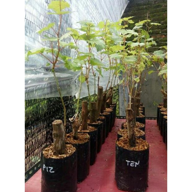 

BIBIT ANGGUR IMPOR KYOHO