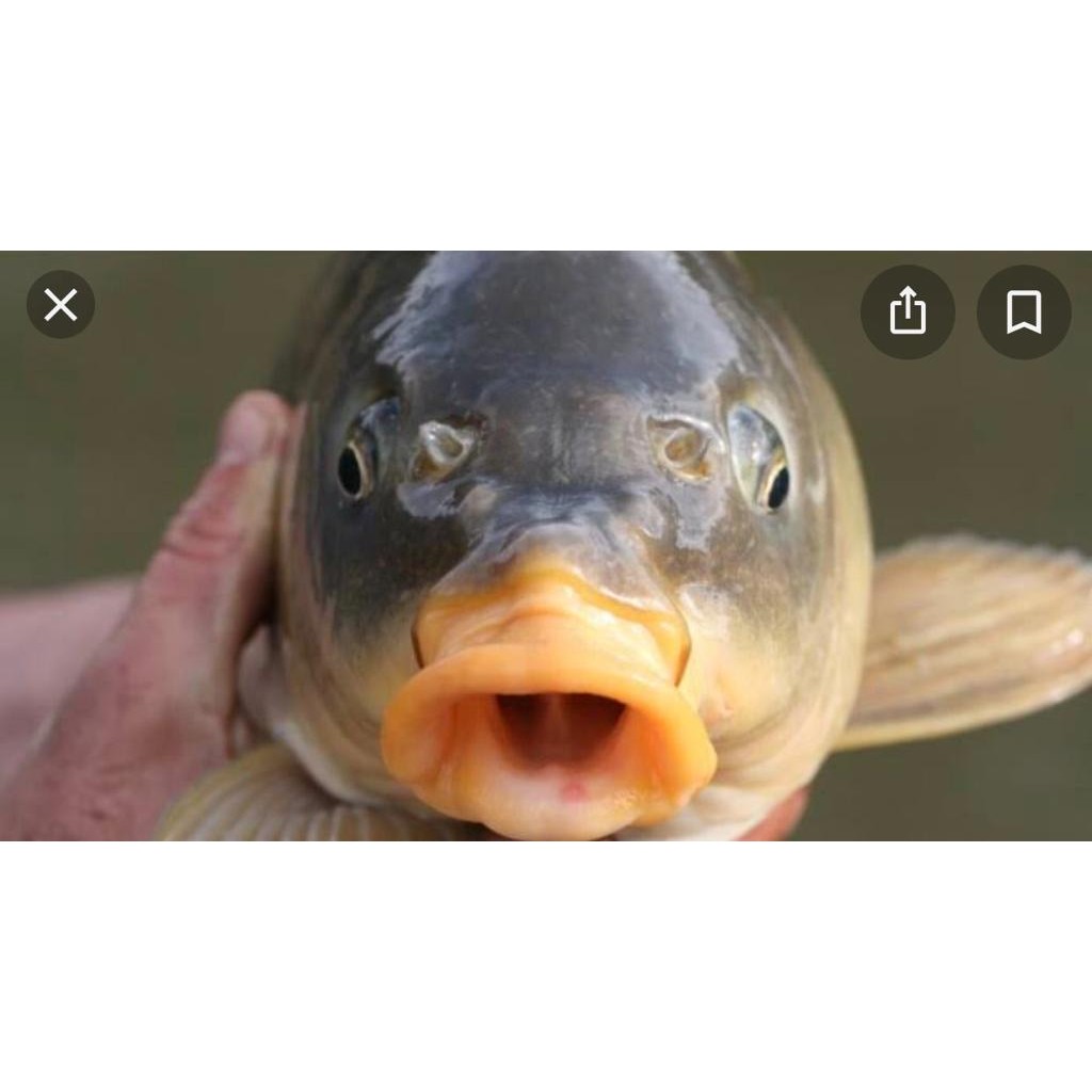 

Ikan mas 1 kg