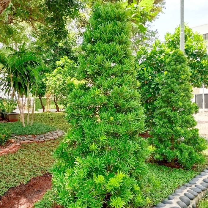 pohon lohansung cincuan