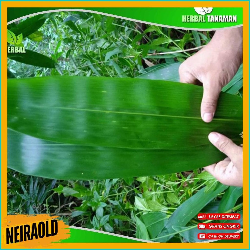 

Daun Bambu Jumbo 100 Lembar - Daun Bambu Bakcang - Daun Bacang Fresh (Cod)