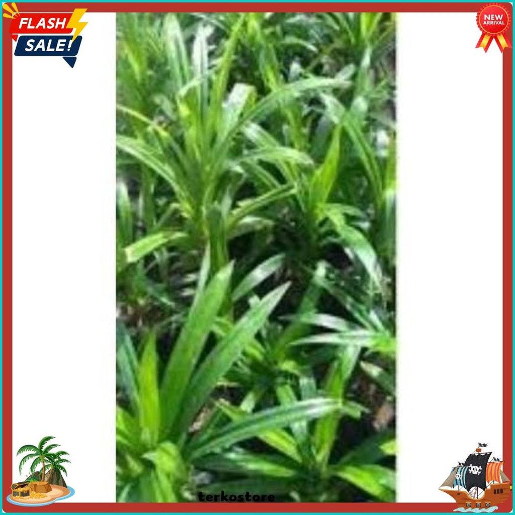 

Bibit Daun Pandan Wangi Segar Bumbu Masak (Order Sebelum Ketinggalan)
