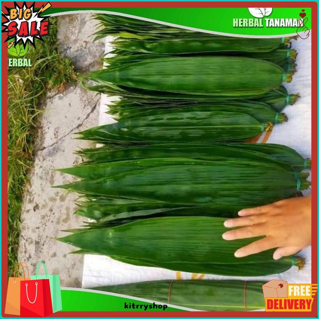 

Daun Bambu Jumbo 100 Lembar - Daun Bambu Bakcang - Daun Bacang Fresh (6.6)