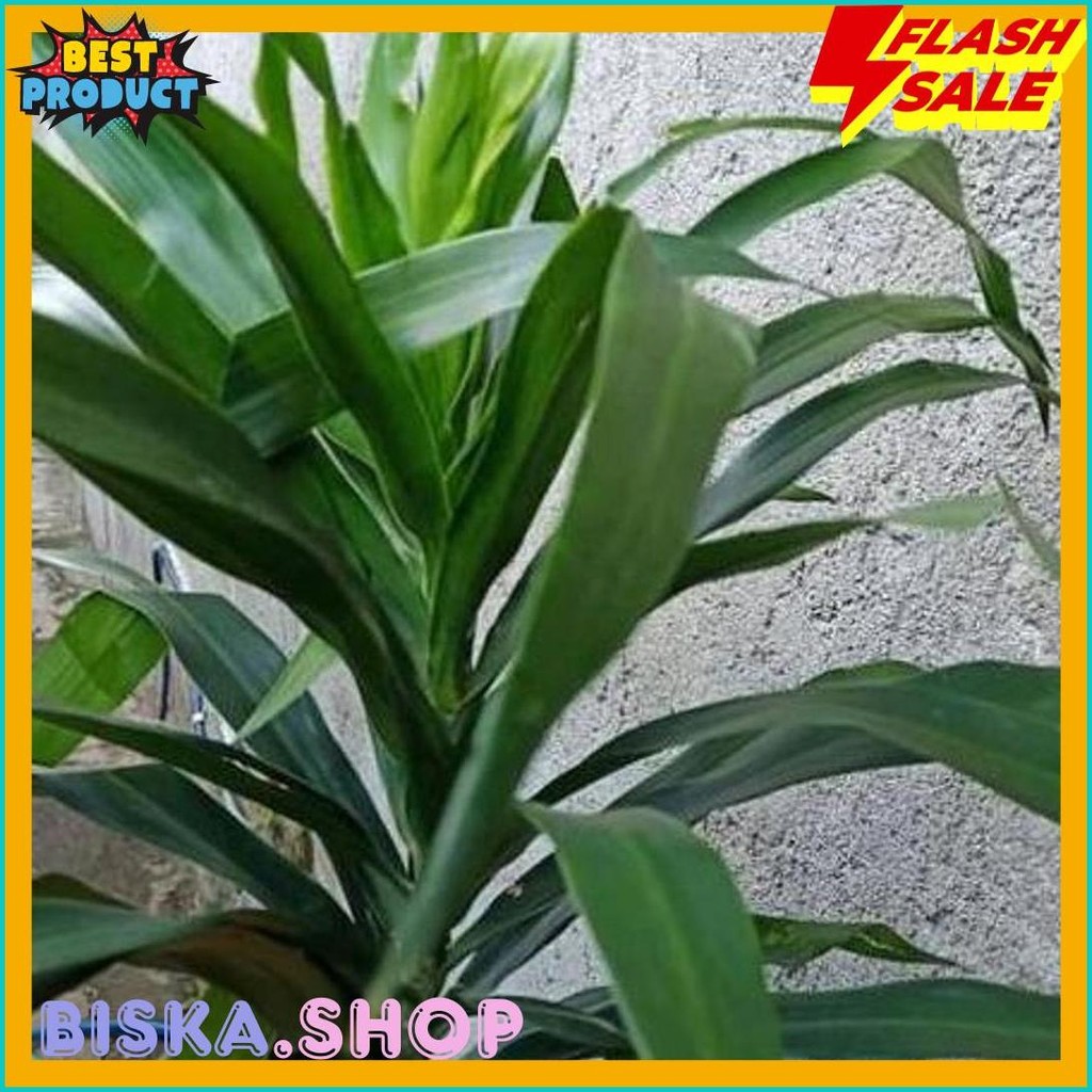 

Daun Suji(10Lembar) (Cod)