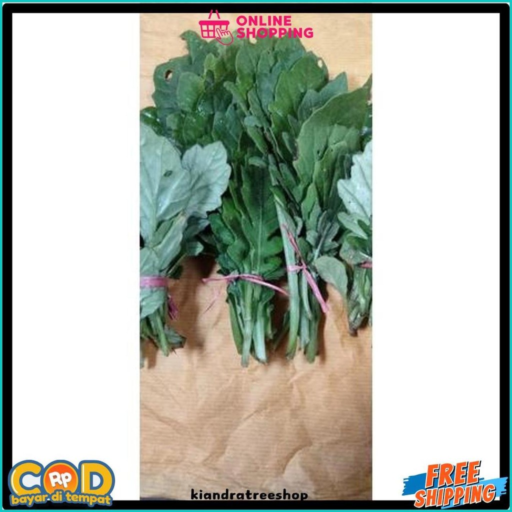 

Daun Dewa Segar 50 Gram Alami Herbal (Cod)