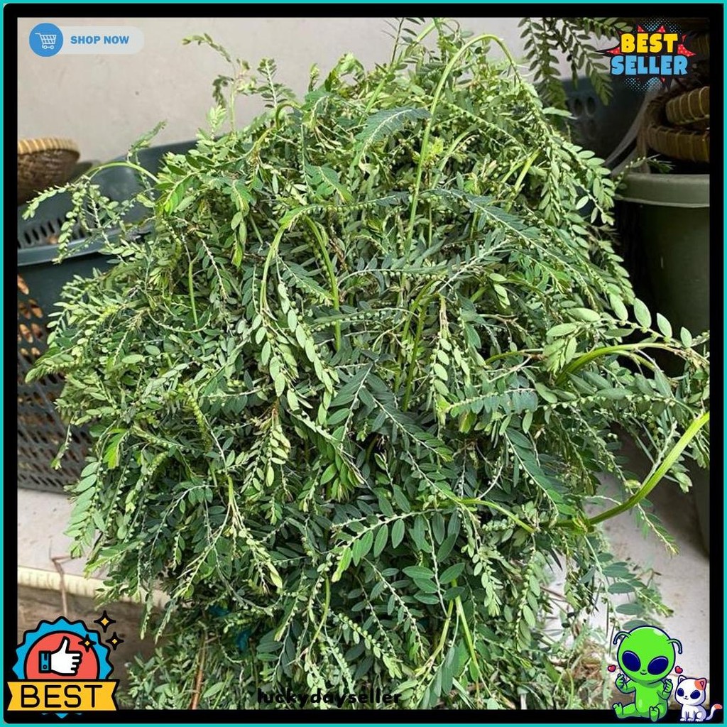 

Daun Meniran Segar 100 Gram (Cod)