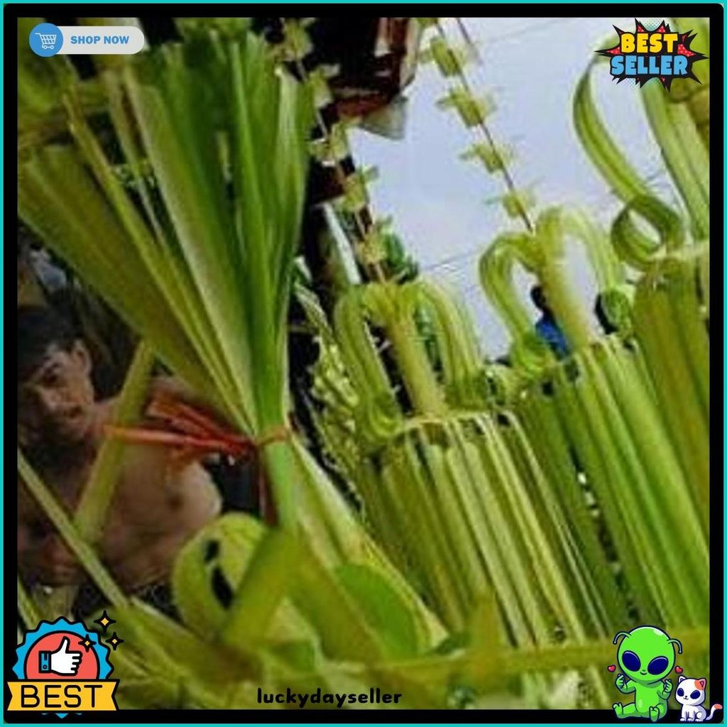 

New Cod Janur Kelapa Atau Daun Kelapa Muda (Lagi Viral)