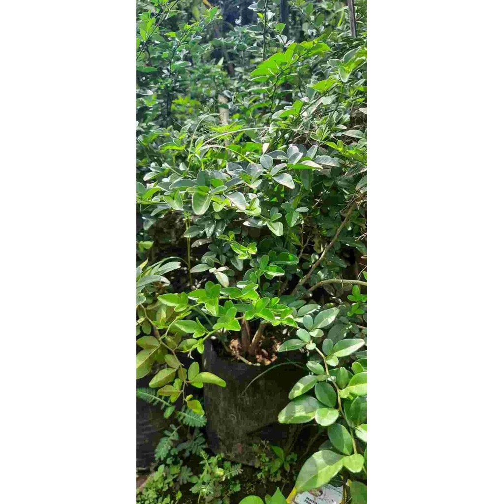 

Bibit Tanaman Buah Jeruk Kingkit