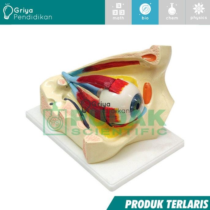 

Model Mata Manusia / Alat Peraga Biologi