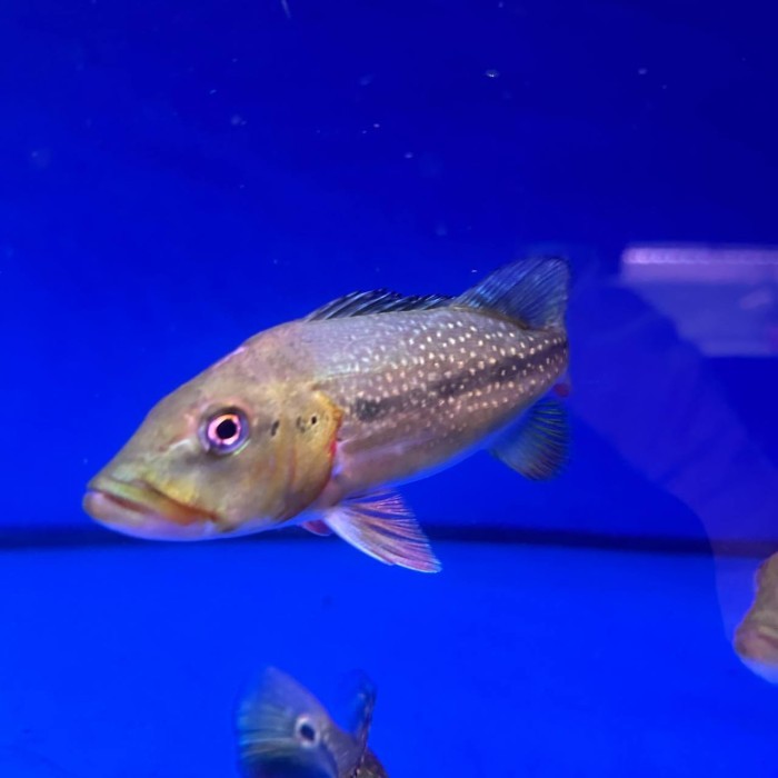 READY STOKKK Hiasan Aquarium Peacockbass Fogo / Pbass Fogo / Tucunare Fogo / riane 16cm - 18cm