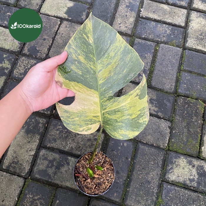 Tanaman Hias Monstera Marmorata Monstera Marmorata Aurea Yellow