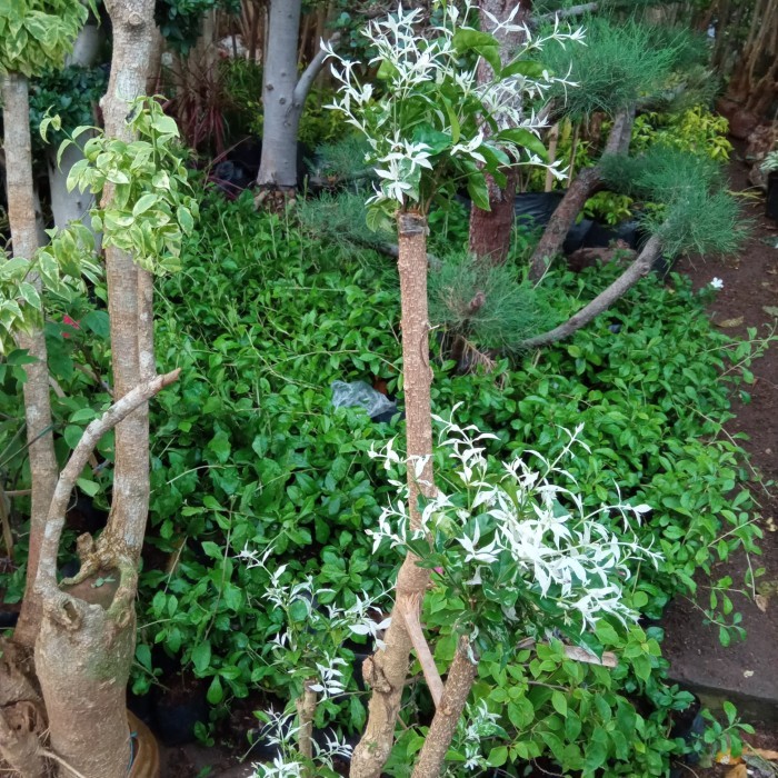 tanaman anting putri/bonsai salju