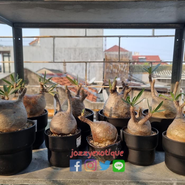 Pachypodium Gracilius