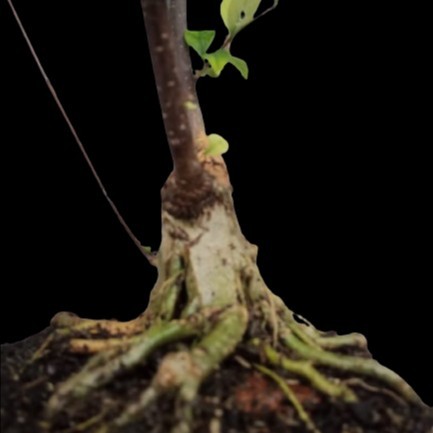 Bonsai Anting Putri Program Akar Mame Belah Pinggul